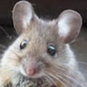 Meet your Posher, Nay